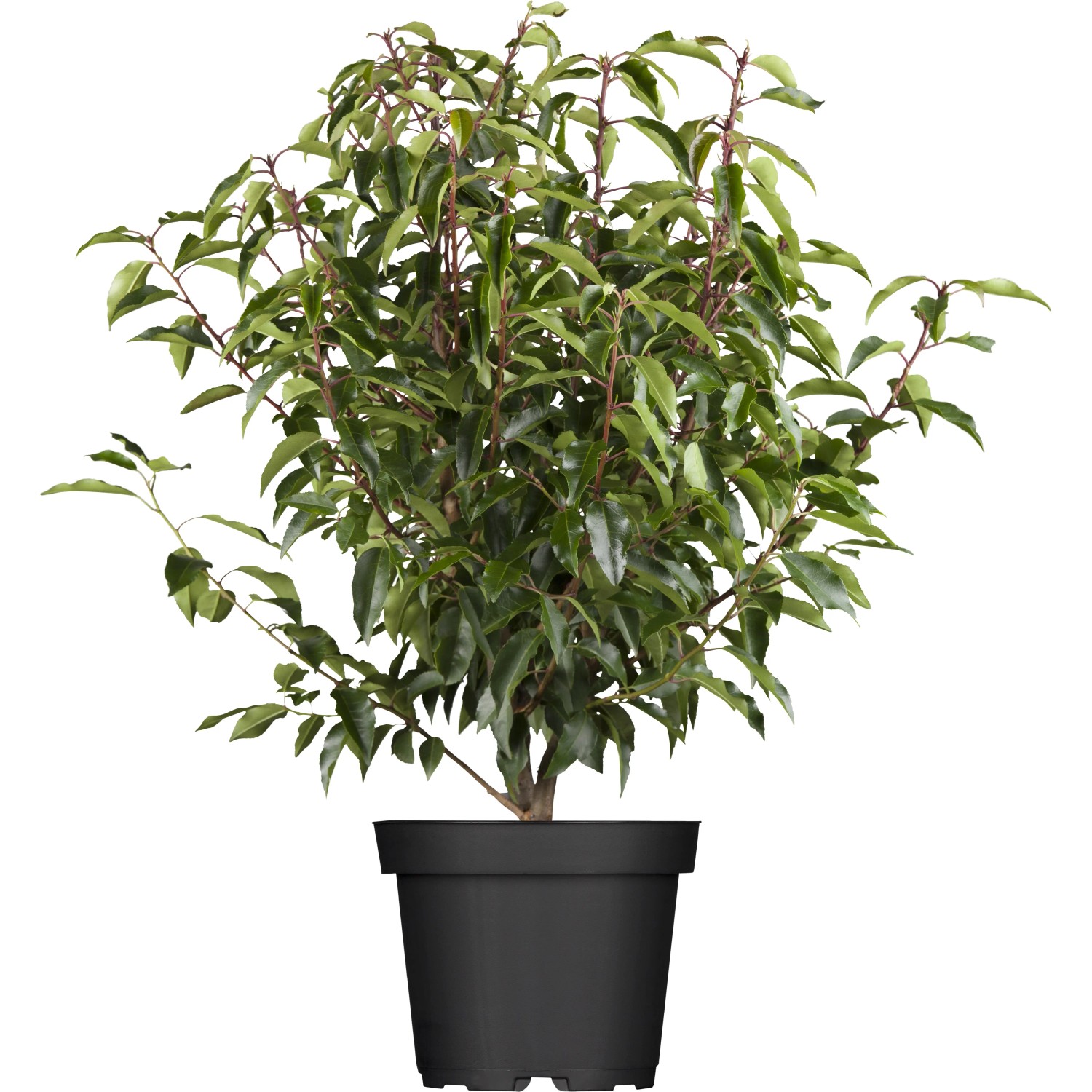 Kirschlorbeer Angustifolia im Topf, 80-100cm hoch, Set für dichte Hecken.