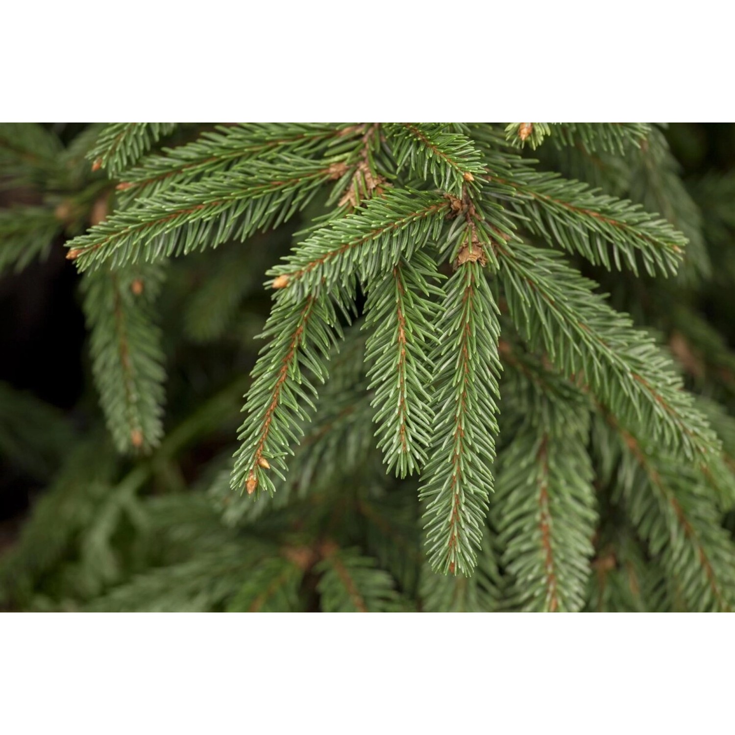 Picea Abies Inversa Hänge-Fichte 100–125 cm günstig online kaufen