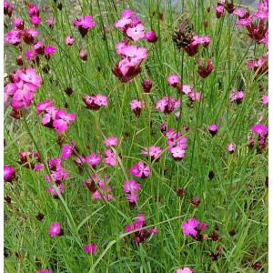Rote Karthäuser Nelke (Dianthus carthusianorum) mit filigranen, pinkfarbenen Blüten und grünen Stängeln.