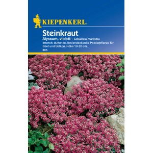 Kiepenkerl Steinkraut Alyssum Violett: Violette, duftende Blüten im Steingarten oder Blumenkasten.