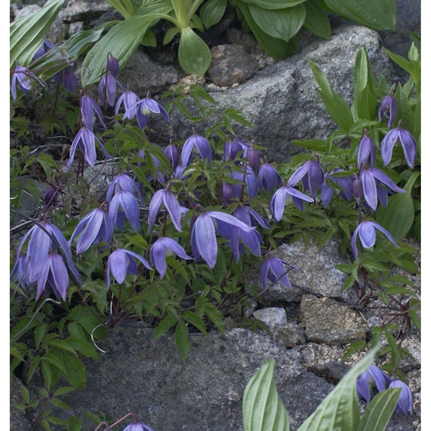 Alpen Waldrebe 40-60cm - Clematis alpina günstig online kaufen