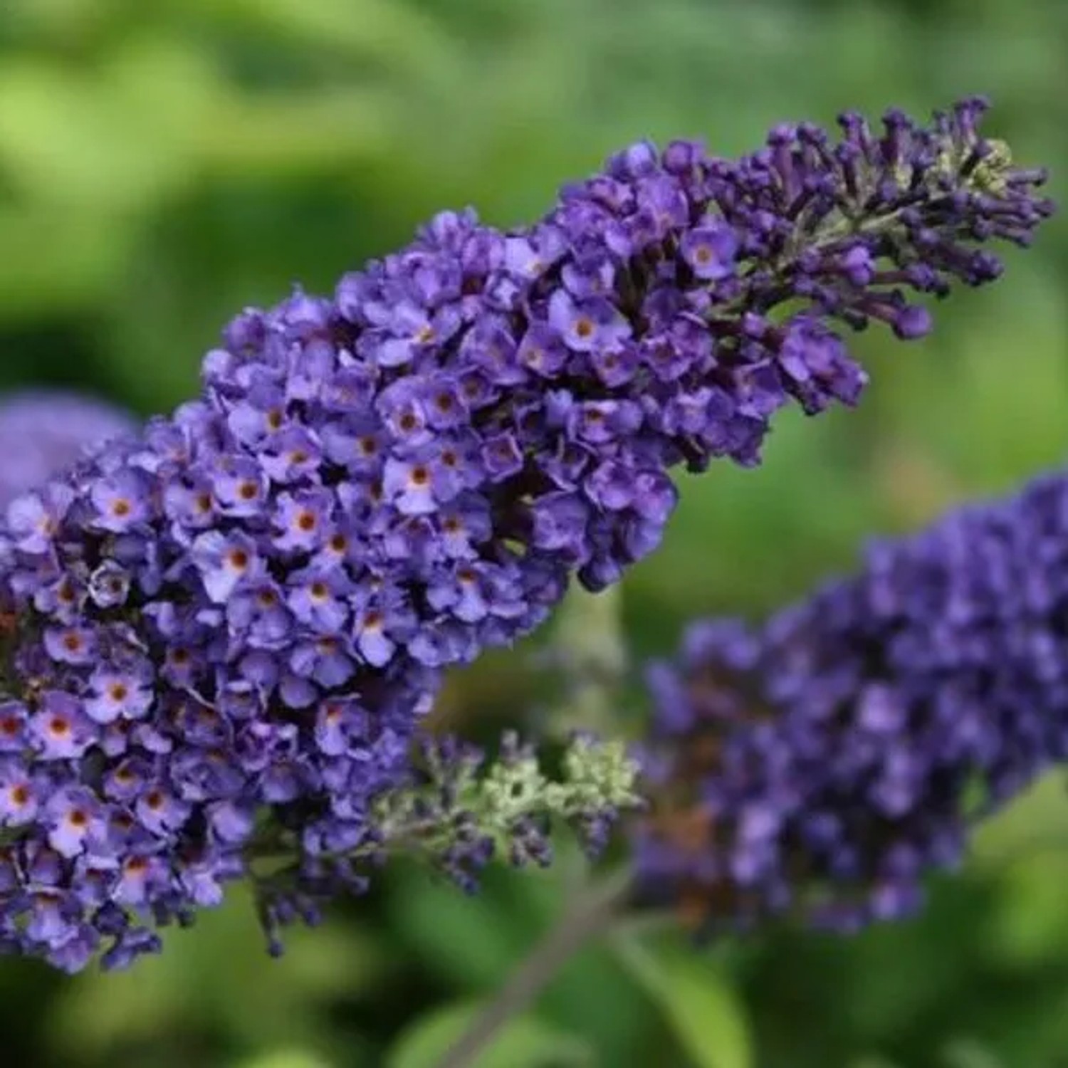 arborix Sommerflieder 'Empire Blue' Buddleja Davidii 40 Bis 60 Cm Im Container Blau Blühend