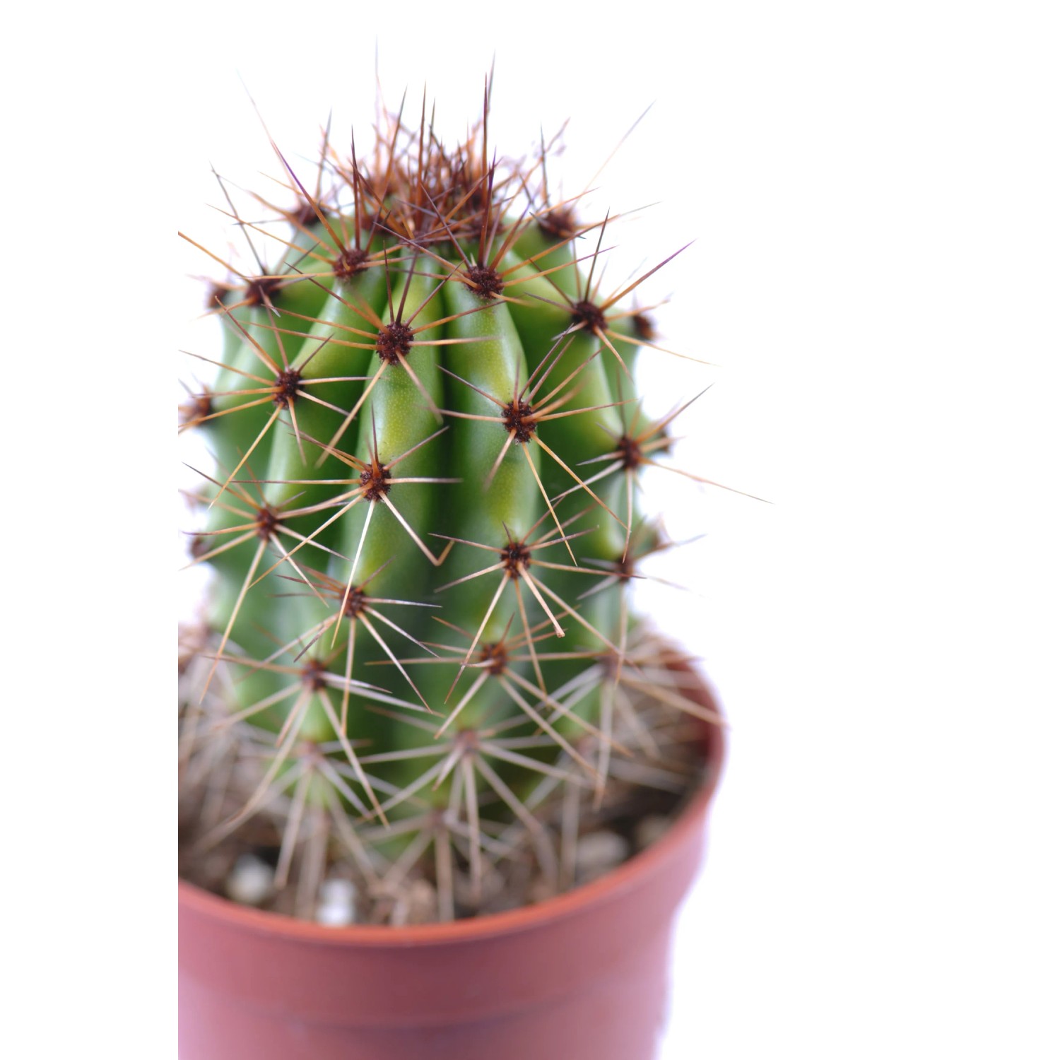 Kaktus verschiedene Sorten Topf  5,5 cm kaufen bei OBI
