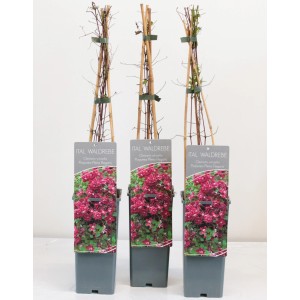 Waldrebe Purpurea Plena Elegans im Topf, magentafarbene Blüten, Höhe 40-60 cm.