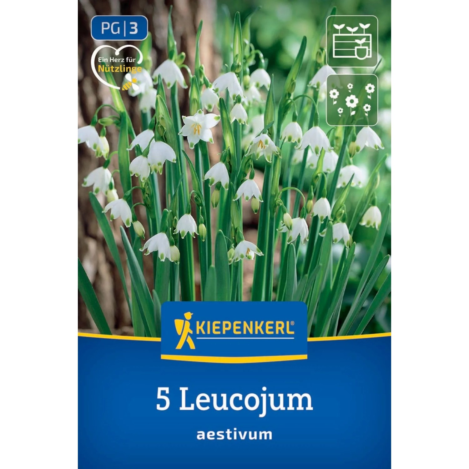 Kiepenkerl Blumenzwiebel Sommerknotenblume 5 Stück