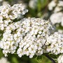 Nahaufnahme der weißen Blüten der Japanischen Spiere 'Snowmound'.