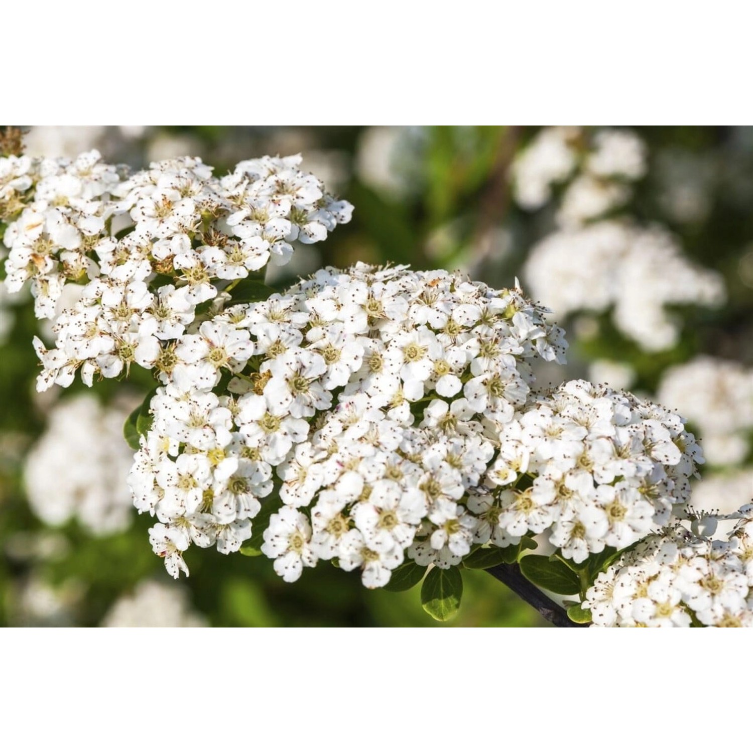 Spiraea Nipponica Snowmound Japanische Spiere Weiß 100–125 cm günstig online kaufen