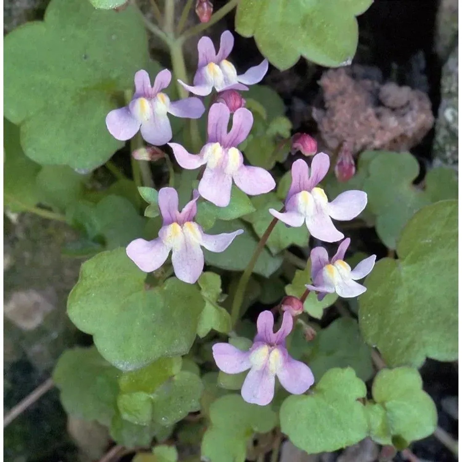 Korsisches Zimbelkraut - Cymbalaria hepaticifolia