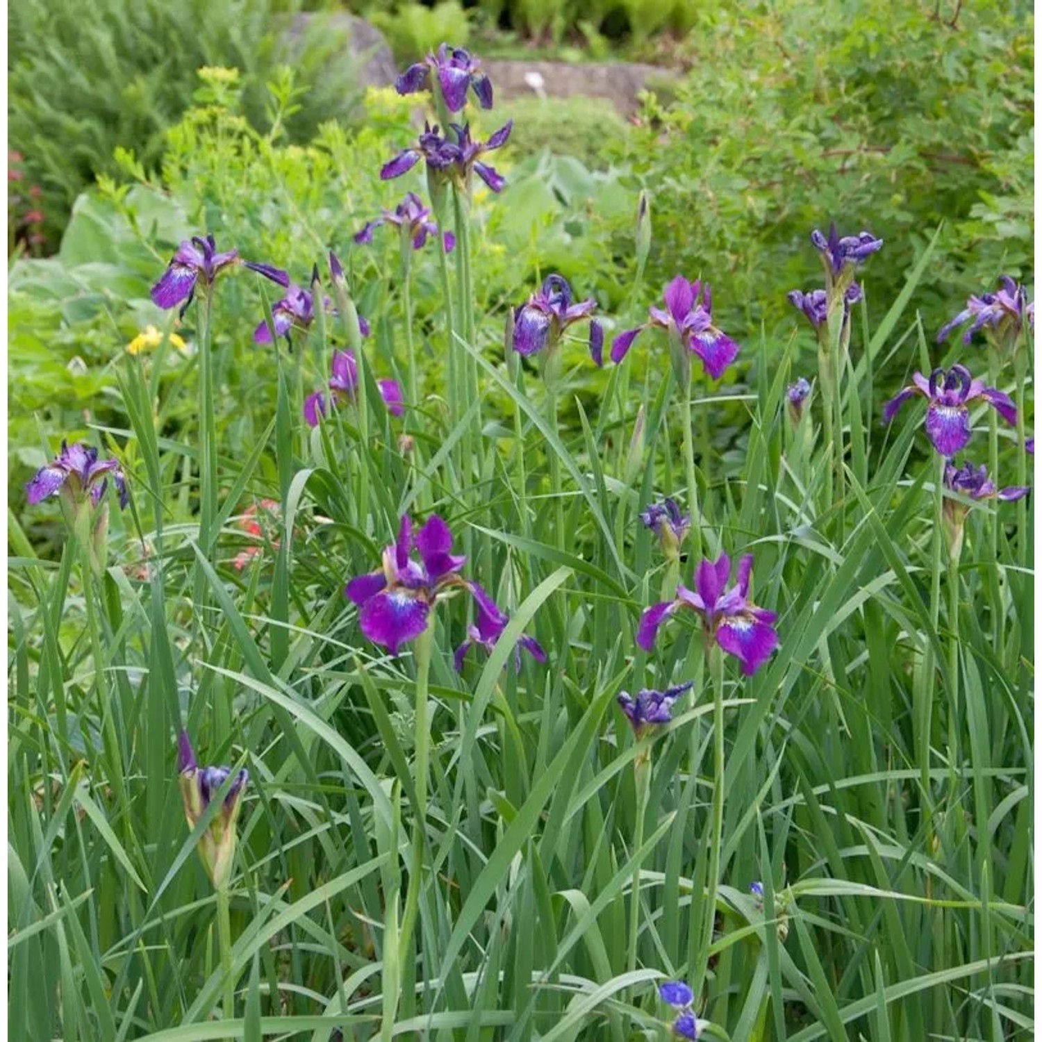 Sibirische Schwertlilie Red Flare - Iris sibirica