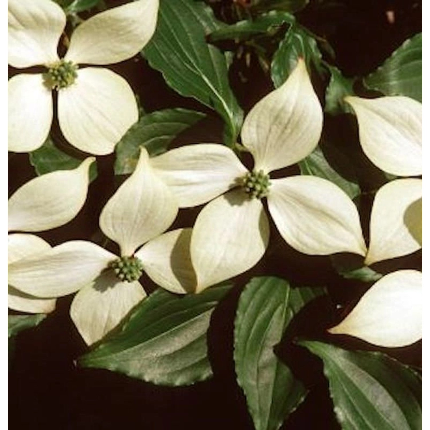 Japanischer Blumen Hartriegel Roberts Select 125-150cm - Cornus kousa günstig online kaufen