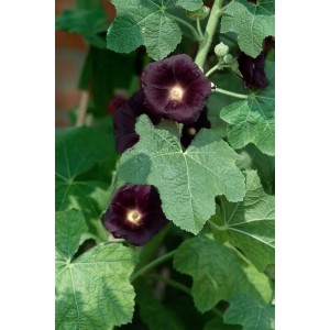 Nahaufnahme der dunkelvioletten Stockrose Nigra (Alcea Rosea) im 9x9 cm Topf.