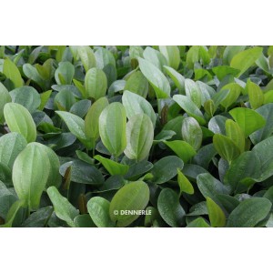 Dennerle Aquariumpflanze Echinodorus Cordifolius Harbich Rot mit grünen Blättern.