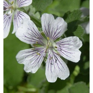 Nahaufnahme einer weißen Kaukasus-Storchschnabel (Geranium renardii) Blüte mit violetten Adern.