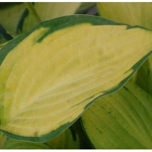 Blatt der Funkie Pauls Glory (Hosta cultorum) mit gelber Mitte und grünem Rand.
