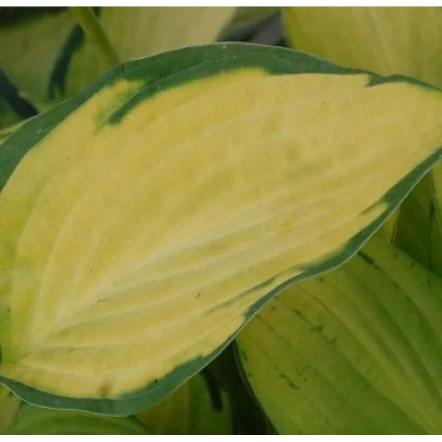 Funkie Pauls Glory - Hosta cultorum