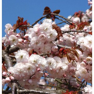 Zierkirsche Shirofugen (Prunus serrulata) mit weißen Blüten und kupferfarbenen Blättern.