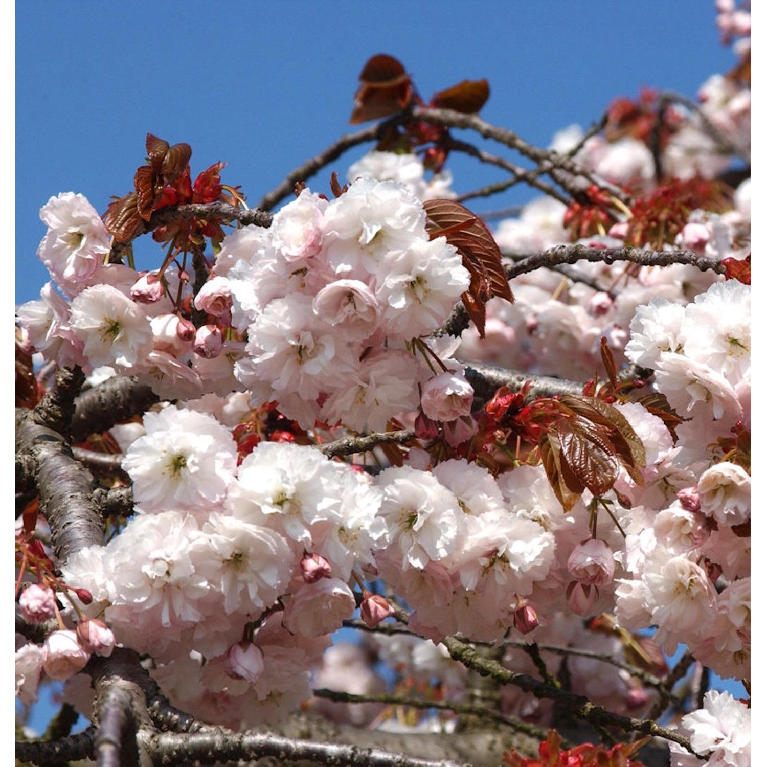 Zierkirsche Shirofugen 80-100cm - Prunus serrulata günstig online kaufen