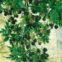 Dornenlose Brombeere 'Evergreen': Reife, schwarze Früchte und grüne Blätter an einem Beerenstrauch.