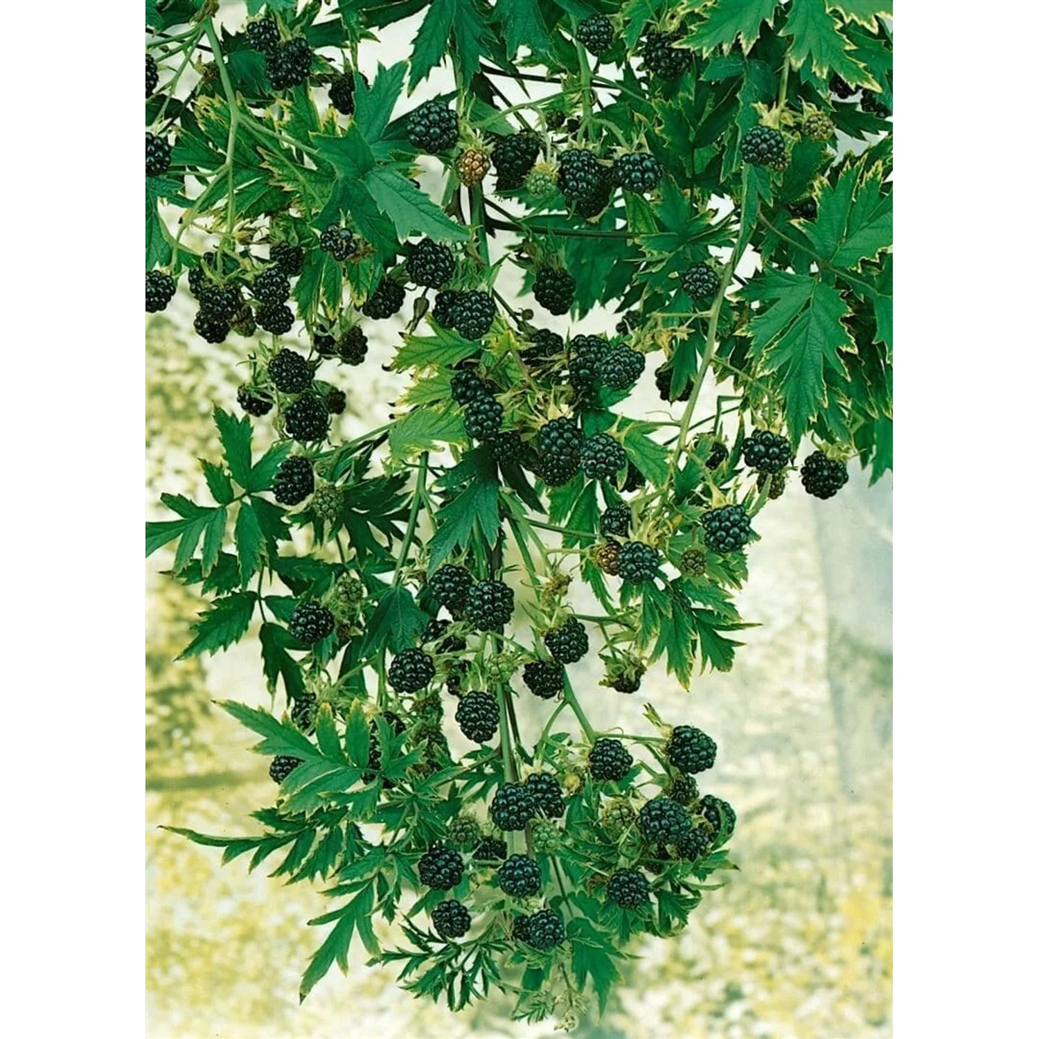 Dornenlose Brombeere 'Evergreen': Reife, schwarze Früchte und grüne Blätter an einem Beerenstrauch.
