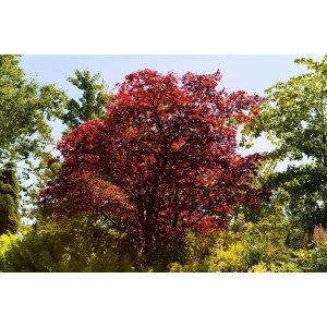 Acer Palmatum Atropurpureum, rotlaubiger Japanischer Ahorn im Garten.