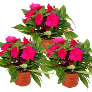Set aus drei Edel-Lieschen (Impatiens Neu-Guinea) im 12cm Topf, Hot Pink.