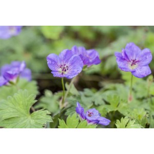 Nahaufnahme des blau blühenden Geranium Wallichianum Rozanne Storchschnabels im Beet.