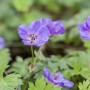 Nahaufnahme des blau blühenden Geranium Wallichianum Rozanne Storchschnabels im Beet.