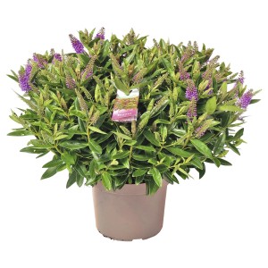 Strauchveronika im Topf, ca. 40 cm hoch, grün-gelbe Blätter und lila Blüten.