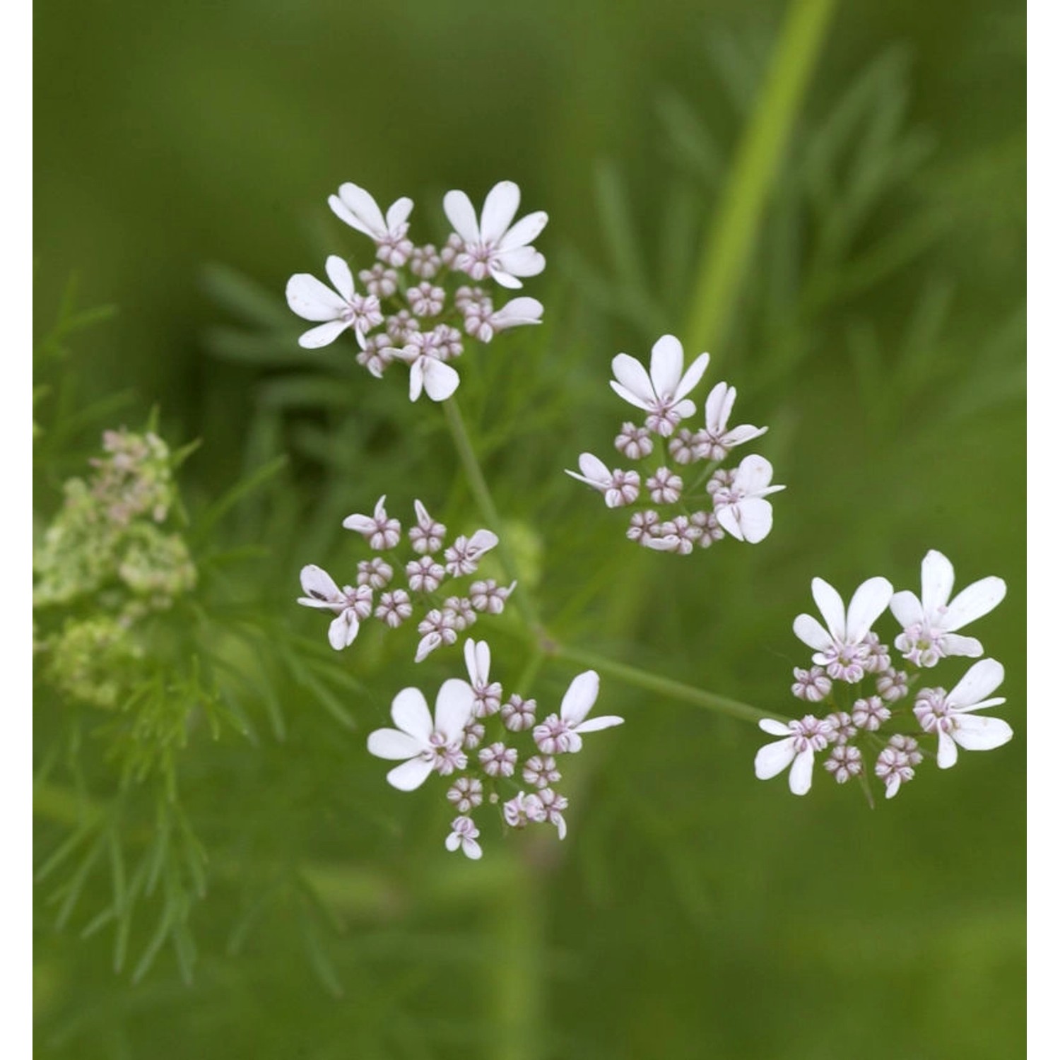 Echter Koriander - Coriandrum sativum günstig online kaufen