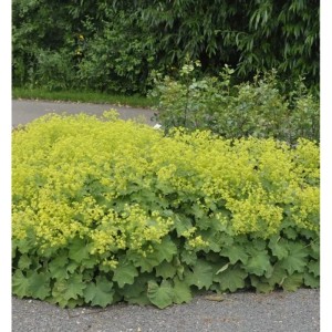 Frauenmantel (Alchemilla mollis) Staude mit gelbgrünen Blüten und grünen Blättern.