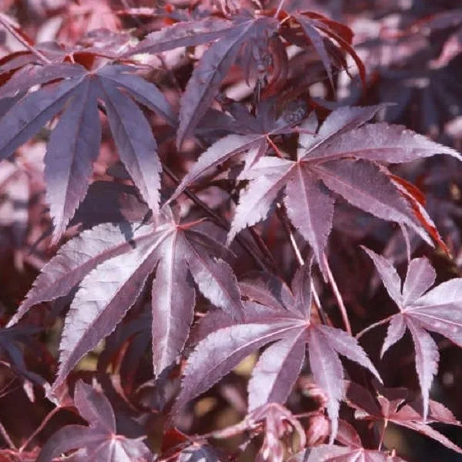 arborix Fächerahorn 'Bloodgood' Acer Palmatum 50 Bis 60 Cm Im Container Dunkelrotes Laub