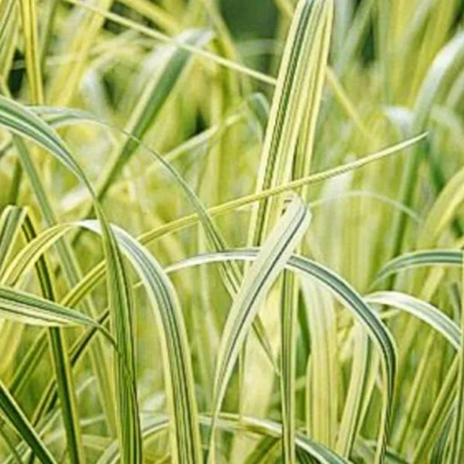 6 x Buntblättriges Süßgras 'Variegata' Glyceria maxima Topf 9cm Panaschiertes Laub