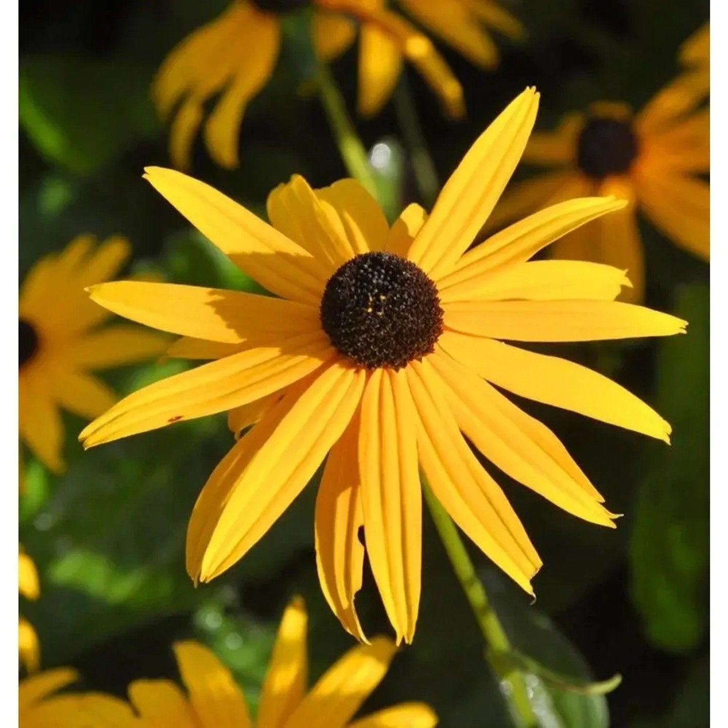 Sonnenhut Goldsturm - Rudbeckia fulgida