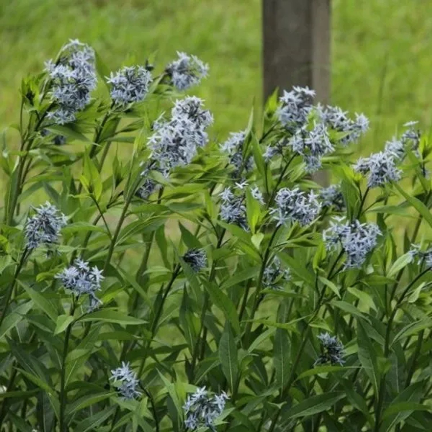 6 x Blausternstrauch Amsonia tabernaemontana Topf 9cm Hellblaue Blüten