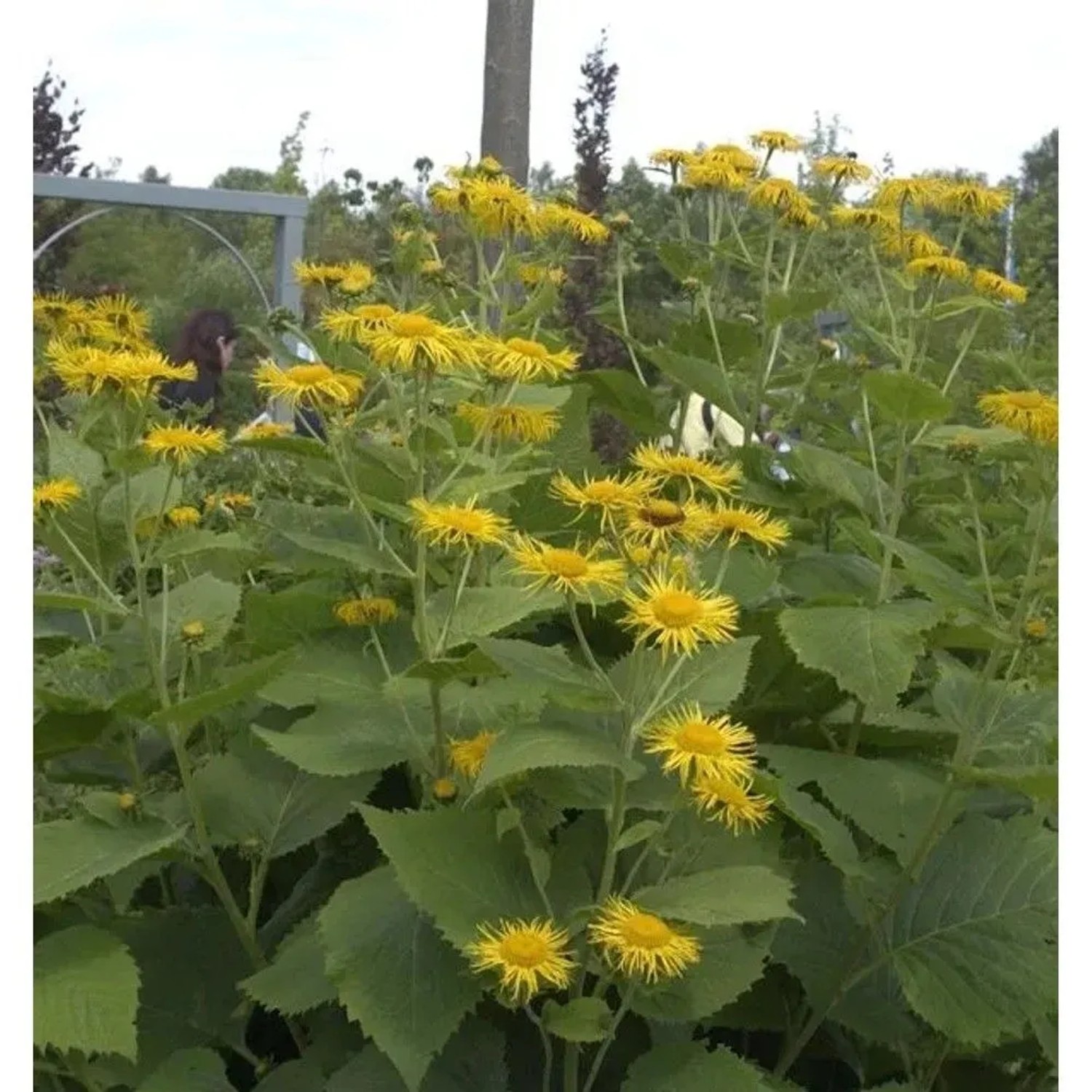 Riesenalant - Inula magnifica