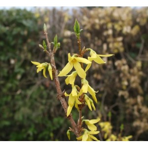 Baumfink Forsythie Lynwood Gold als Topfpflanze 40-60cm