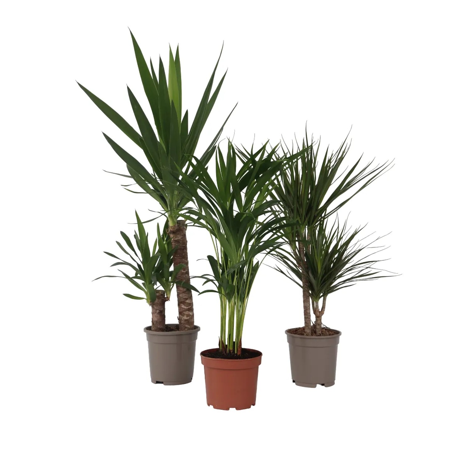 Plant In A Box Set Aus Großen Zimmerpalmen X3  Indoor Palmmix XL Höhe 70cm Ø17 Grün