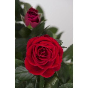 Rote Fußstammrose, ca. 70-80 cm hoch, im 2 l Topf. Elegante Beet- oder Kübelpflanze.