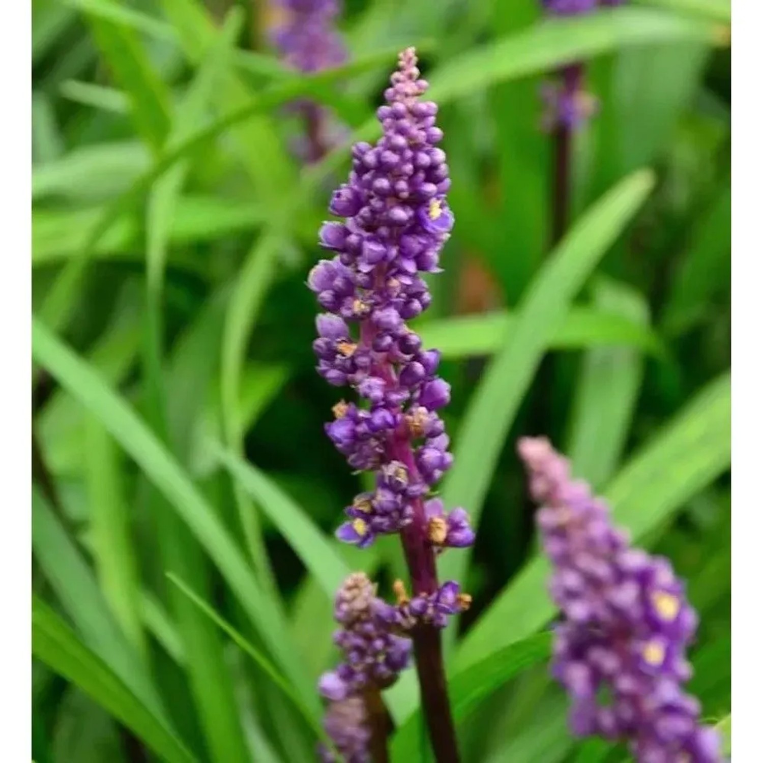Lilientraube Royal Purple - Liriope muscaria