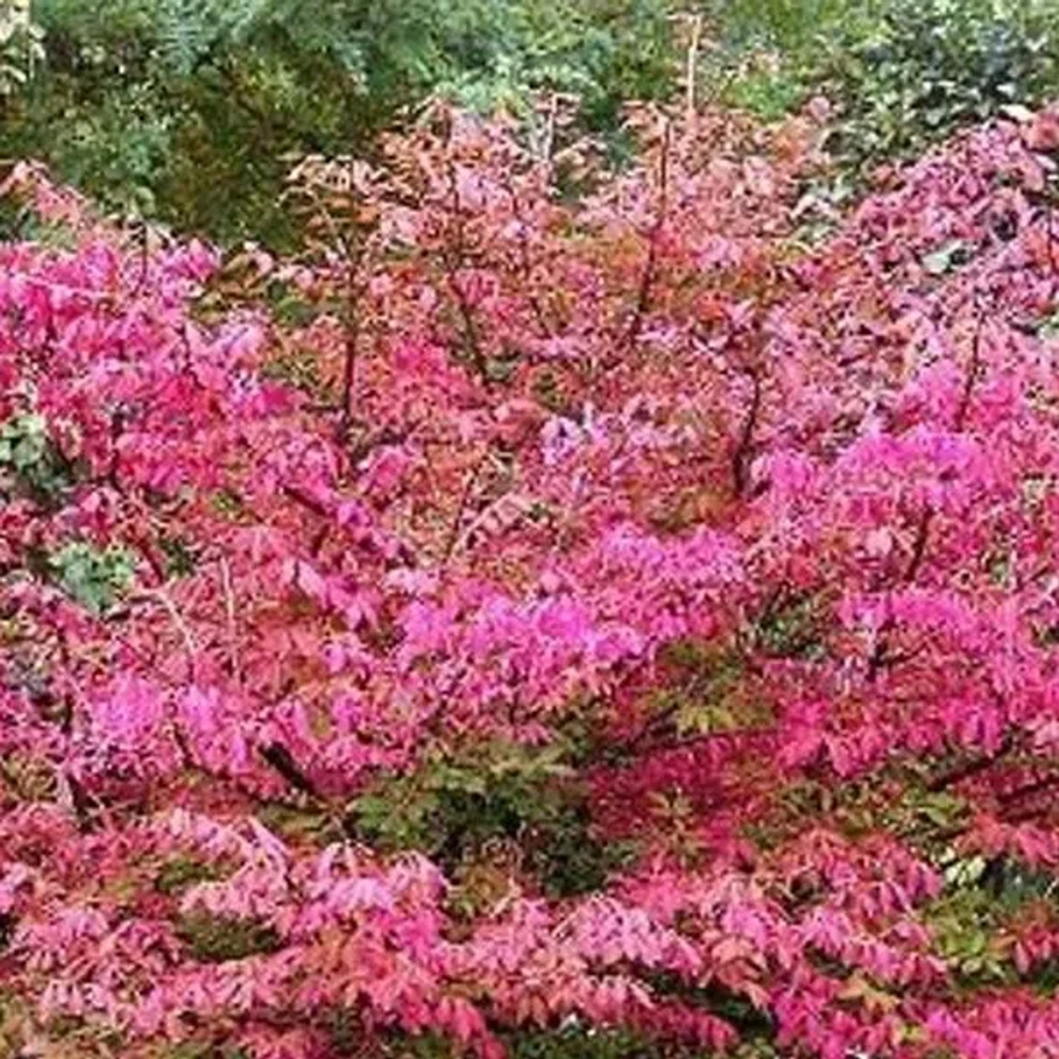 arborix Spindelstrauch 'Red Cascade' Euonymus Europaeus 50 Bis 60 Cm Im Container Herbstfärbung