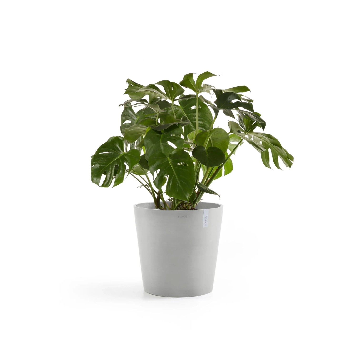Ecopots Amsterdam Pflanztopf, weißgrau, 50 cm, mit Monstera-Pflanze. Ideal für Innen- und Außenbereiche.