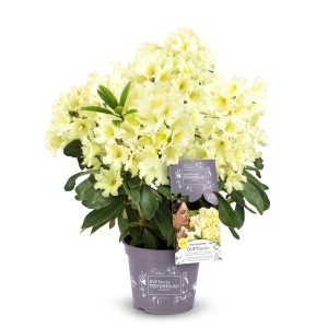 Gelber Rhododendron Dufthecke® im Topf, ca. 30-40 cm hoch. Ideal für Hecken und Gruppenpflanzungen.