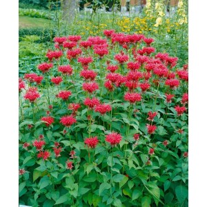 Blühende Wilde Bergamotte 'Gardenview Scarlet' im Garten, rote Blütenpracht der Stauden.