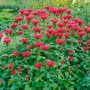 Blühende Wilde Bergamotte 'Gardenview Scarlet' im Garten, rote Blütenpracht der Stauden.