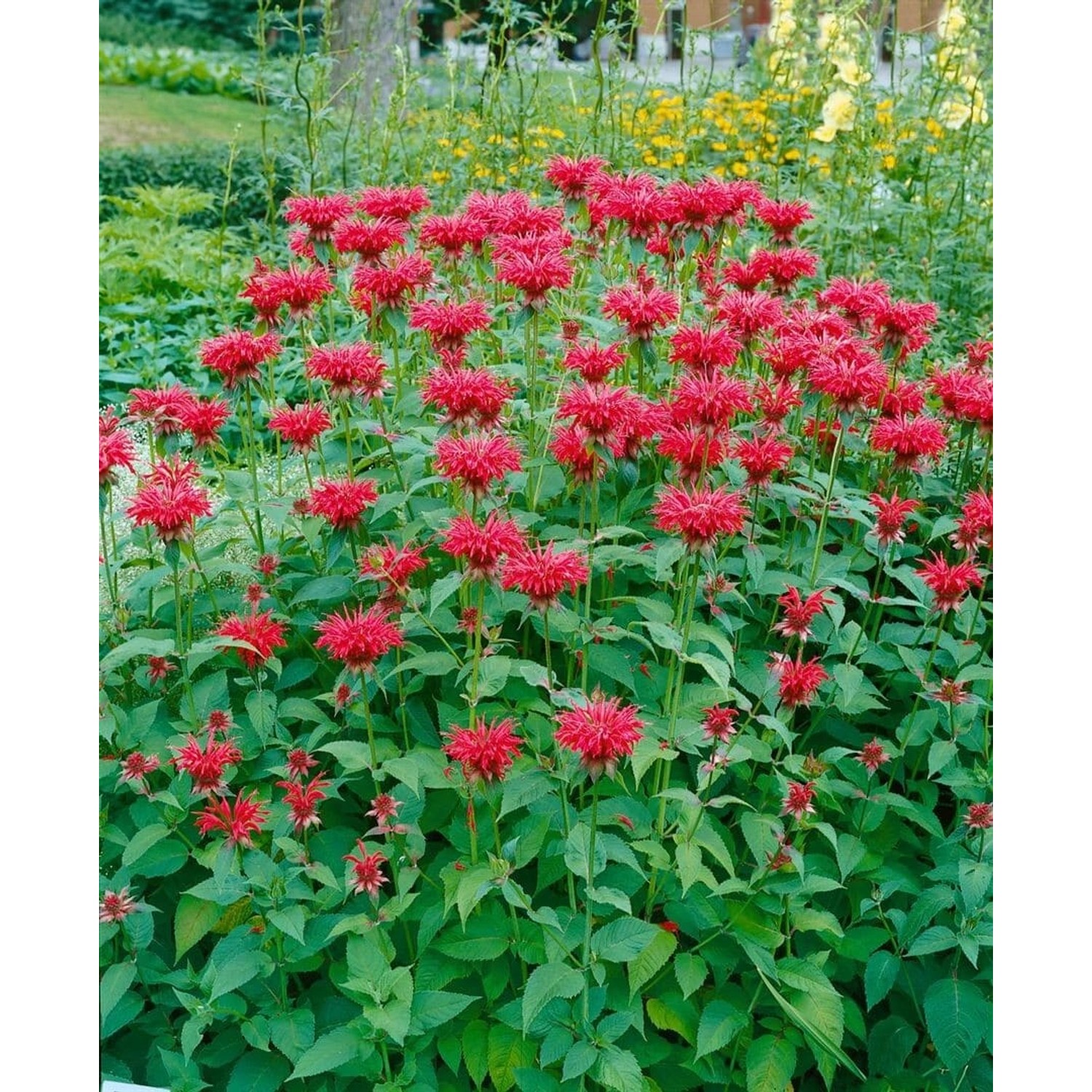 Monarda Fistulosa Gardenview Scarlet Wilde Bergamotte Ca. 11x11 cm Topf günstig online kaufen