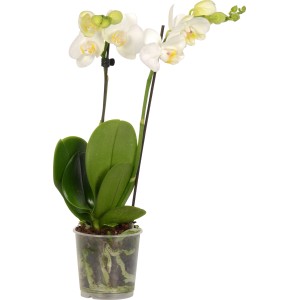 Weiße Schmetterlingsorchidee (Phalaenopsis) im Topf, 2-Trieber. Elegante Zimmerpflanze von GROW by OBI.
