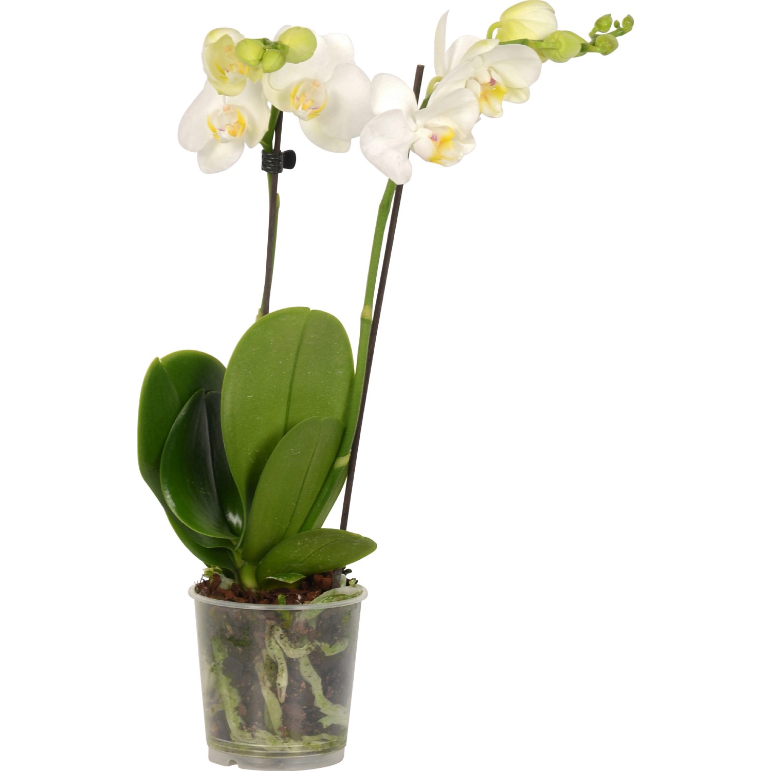 Schmetterlings-Orchidee 2-Trieber Weiß Topf-Ø ca. 9 cm Phalaenopsis günstig online kaufen