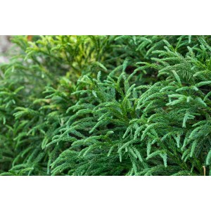 Grüne OBI Sicheltanne Globosa Nana im Topf, Zwergkonifere für den Garten.