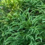 Grüne OBI Sicheltanne Globosa Nana im Topf, Zwergkonifere für den Garten.