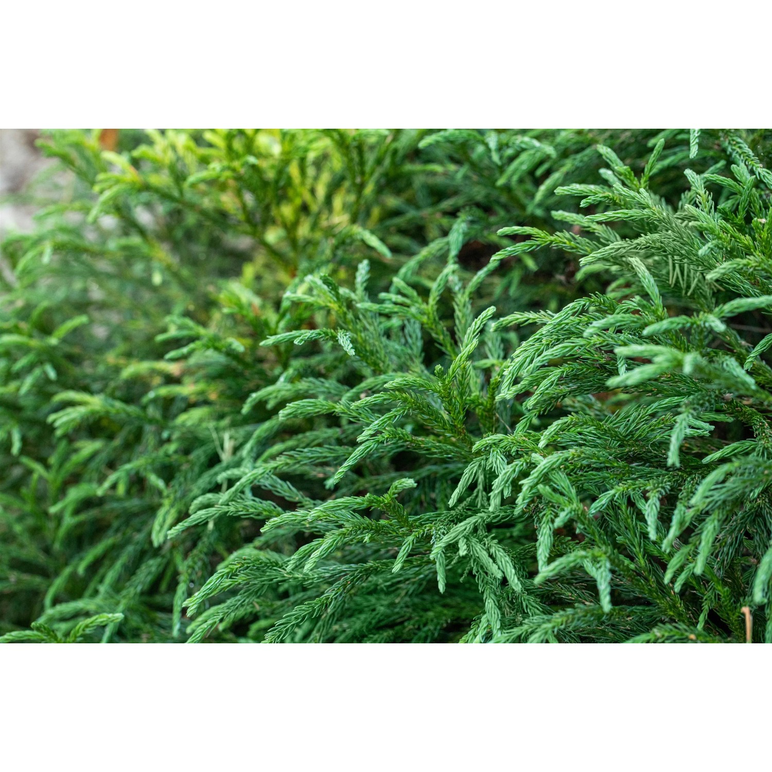 Grüne OBI Sicheltanne Globosa Nana im Topf, Zwergkonifere für den Garten.